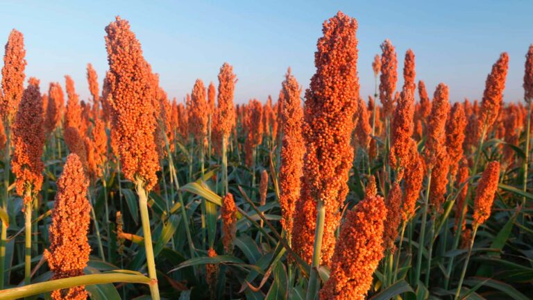 Brasil programa exportação de 400 mil toneladas de sorgo em agosto