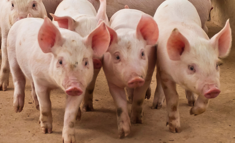 Cepea aponta pico de produção de suína entre julho e setembro
