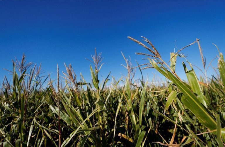 Argentina eleva mistura de etanol na gasolina com produção recorde em 2026