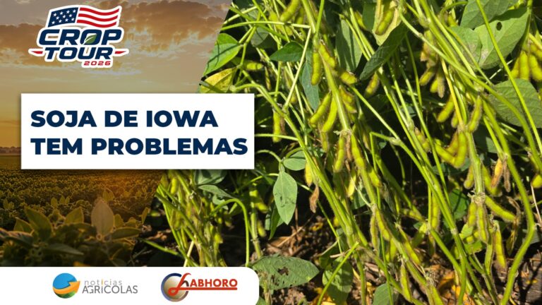 Sul de Iowa enfrenta lavouras de soja comprometidas após adversidades climáticas