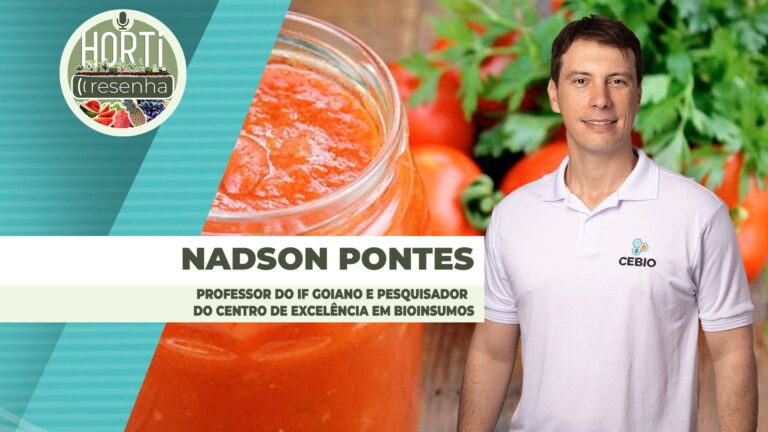 Mosca-branca, tripes e pulgões ameaçam produção de tomate para indústria