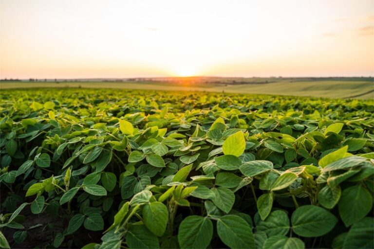 Rainbow expande portfólio global no agronegócio com foco em soja, milho, cana e algodão
