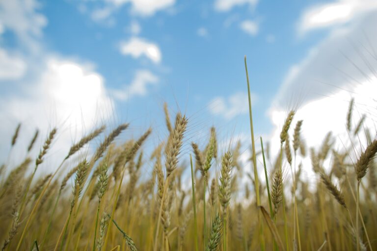 Excesso de chuvas com avanço do El Niño ameaça safra de trigo