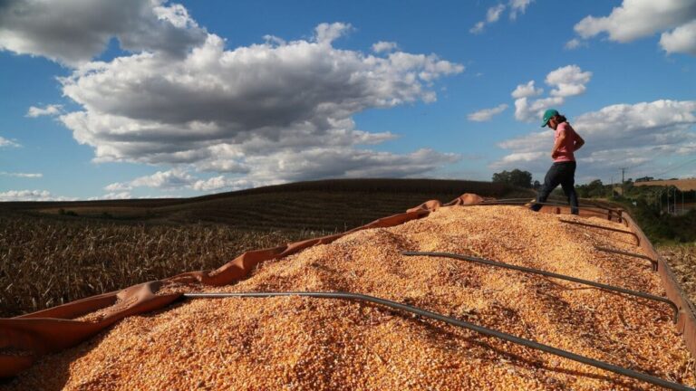 Santa Catarina enfrenta déficit de 8,5 milhões de toneladas de milho anualmente