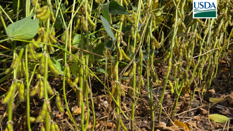 USDA registra nova piora na qualidade da soja nos EUA e índice cai para 58%