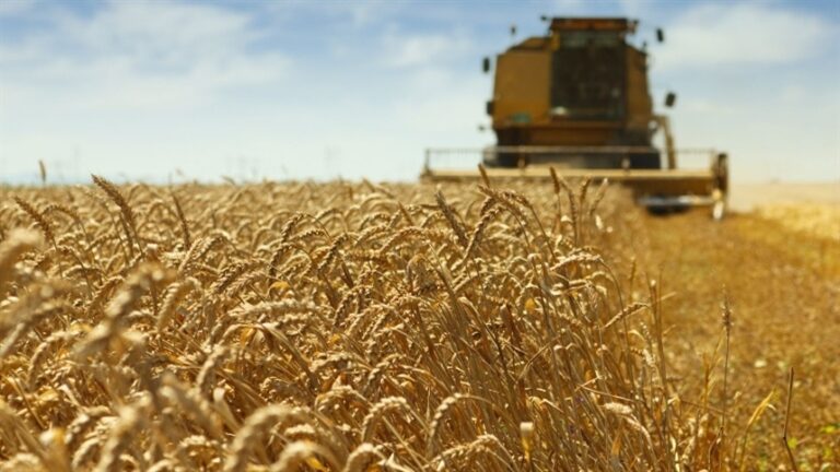 Colheita de trigo avança no Paraná com preços acima de R$ 78 a saca