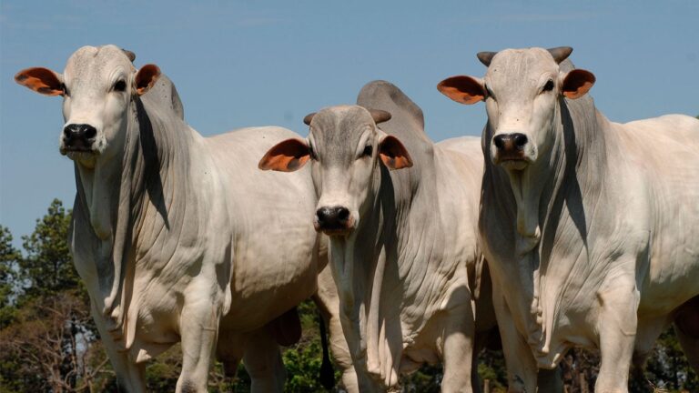 Cepea registra cotação do boi gordo 10% maior em um ano