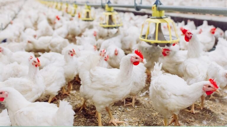 Ranking expõe concentração e escala dos gigantes do abate de frango