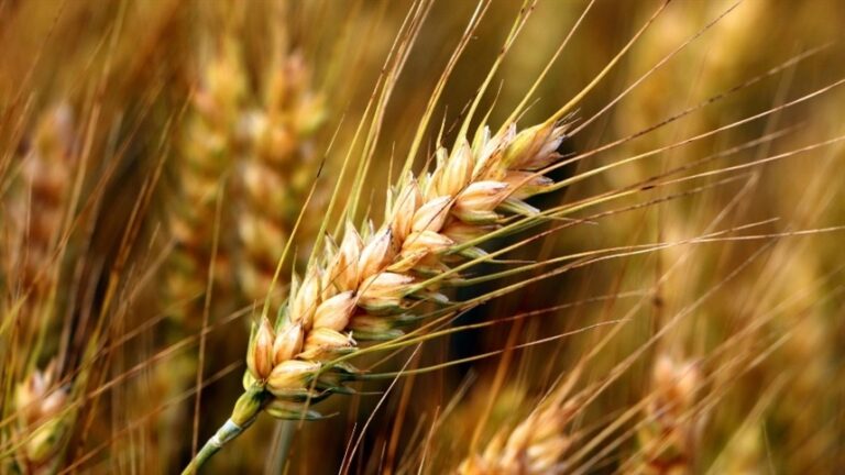 Pouca oferta sustenta preços do trigo no Sul, diz TF Agroeconômica