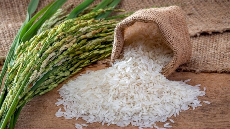 Arroz aproxima de R$ 90 por saca no Rio Grande do Sul