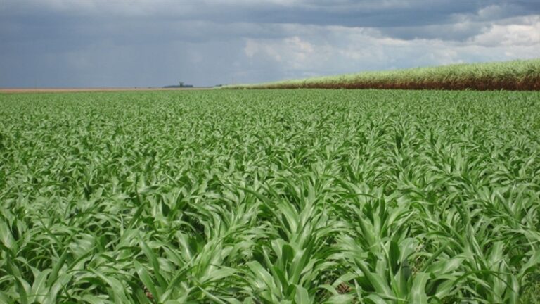 Brasil diversifica produção de etanol com avanço do milho como matéria-prima