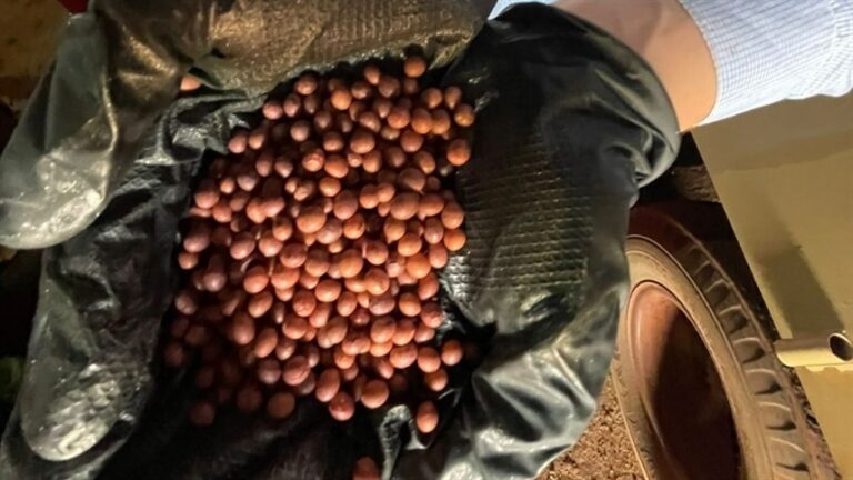 Armazenagem controlada preserva qualidade das sementes de soja em Mato Grosso
