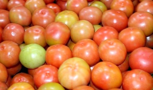 Área de tomate cresce 10,8% em São Paulo, mas produtividade cai 11,5%