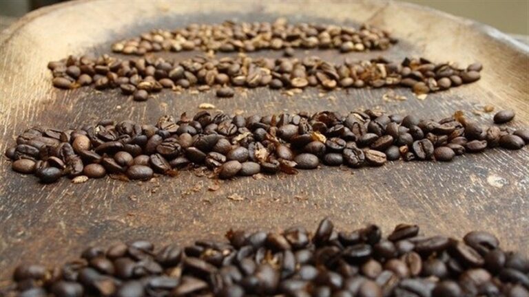 Brasil bate recorde de exportação de café em agosto com 4,155 milhões de sacas