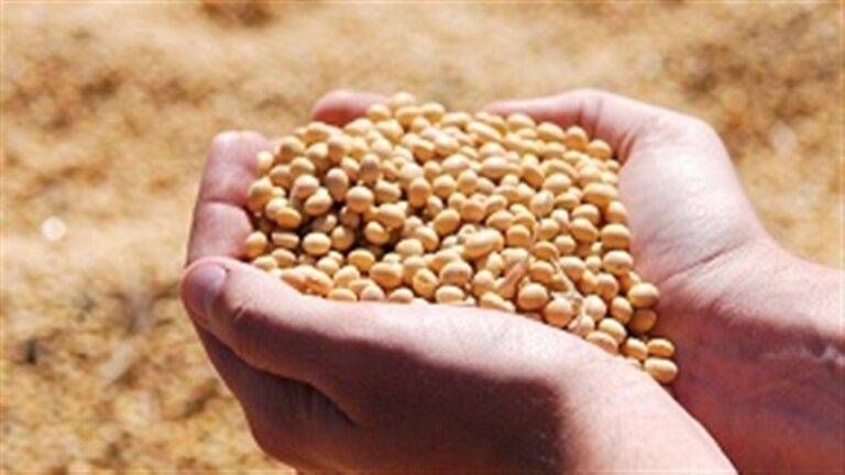 Agronegócio gaúcho alcança US$ 1,62 bi em agosto com produtos de maior valor