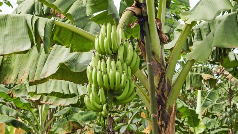 Broca-do-rizoma ameaça bananicultura e pode causar perdas de até 80%
