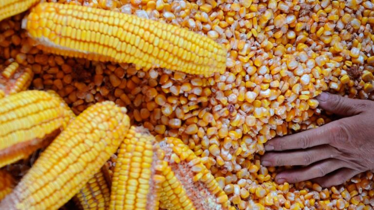 Imea divulga recorde de produção de milho em Mato Grosso na safra 2025/26