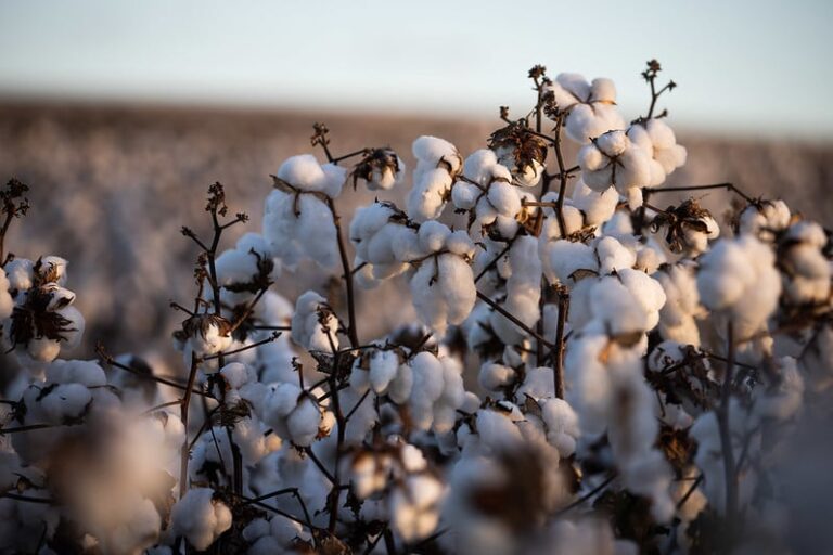 Algodão fecha em alta em Nova York com deterioração das lavouras dos EUA