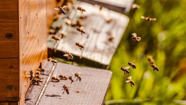 Estudo alerta para perdas de colônias de abelhas na América Latina