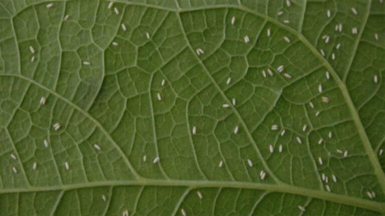 Calor e seca elevam risco de mosca-branca na safra de soja 2026/27