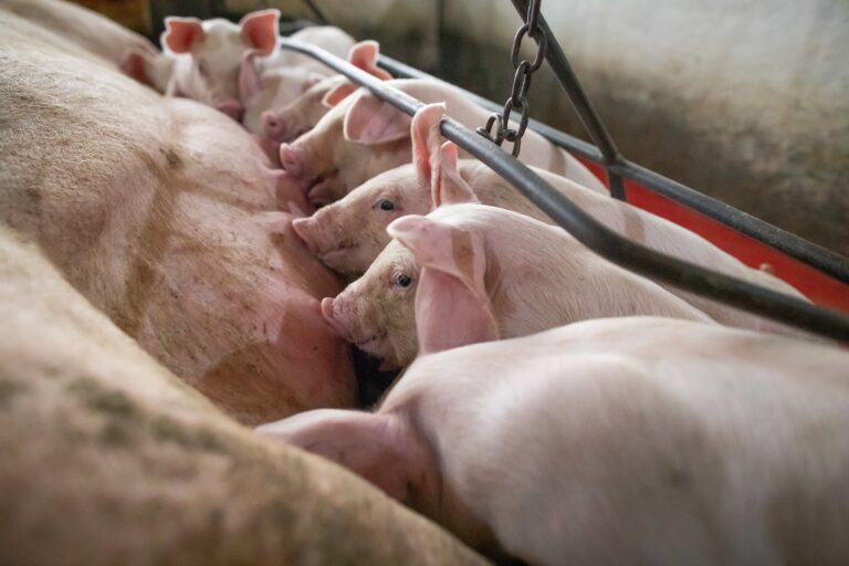 Zootecnista aponta perdas gestacionais como desafio na suinocultura brasileira