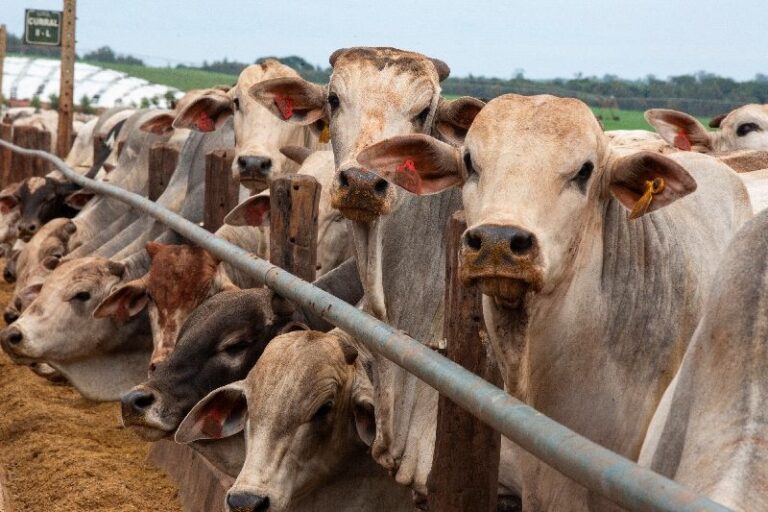 Brasil habilita 21 novos frigoríficos para exportar carne bovina à Indonésia