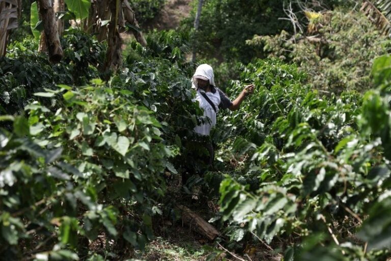 Exportações mundiais de café verde crescem 63% em julho, aponta OIC
