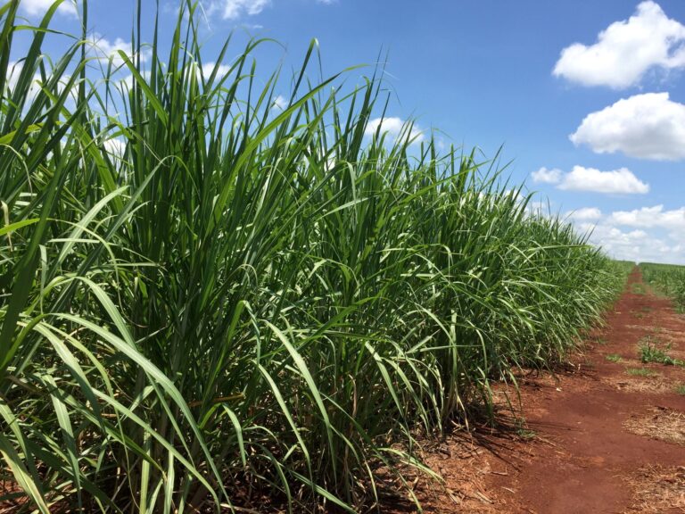 Chuvas reduzem produção de açúcar em 42,5% no centro-sul do Brasil