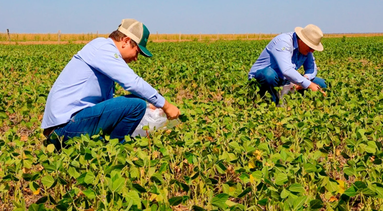 Famato anuncia término do vazio sanitário da soja em Mato Grosso no dia 6