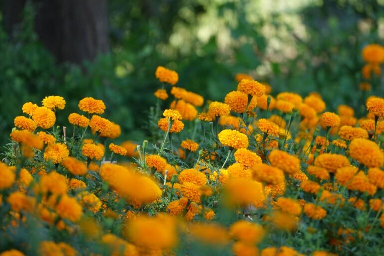 Estudo testa bagaço de uva como adubo para flores comestíveis