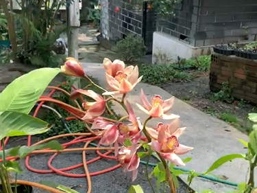 Fim do inverno exige cuidados para preparar jardins e hortas para primavera