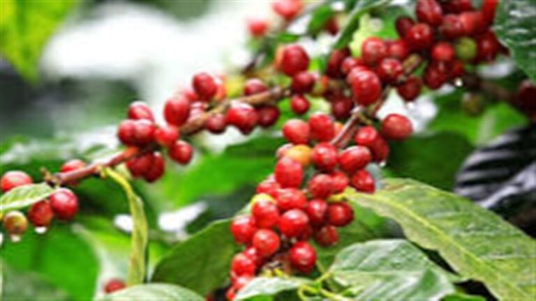 Commodities agrícolas recuam 3% em uma semana com pressão de estoques