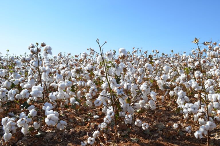 Produção de algodão bate recorde no Brasil apesar de redução de área plantada