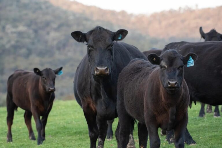 Trump assina decretos para ajudar pecuaristas a proteger rebanhos de lobos