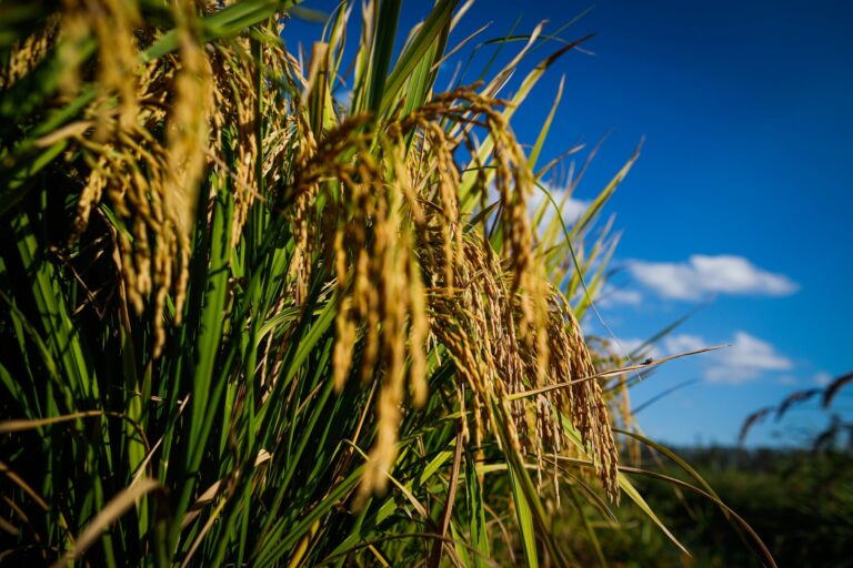 Preços do arroz em casca seguem altos no RS, mas reajustes perdem força