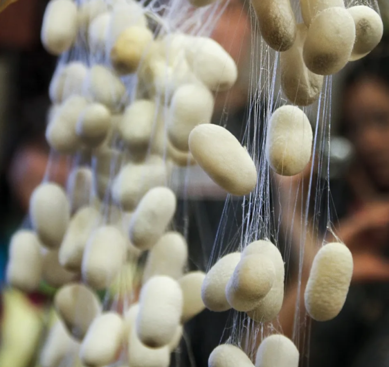 FAEP intensifica cursos para produtores de seda no Paraná