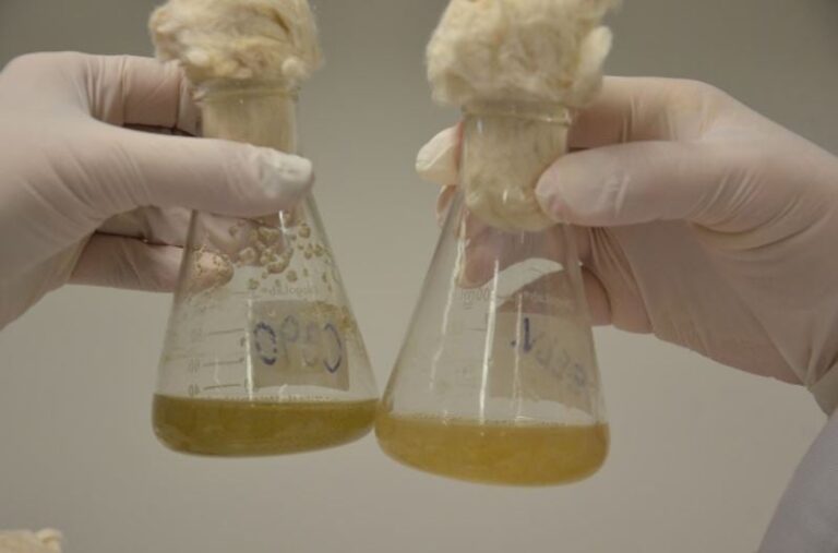 Cogny obtém autorização inédita para usar OGMs em bioinsumos