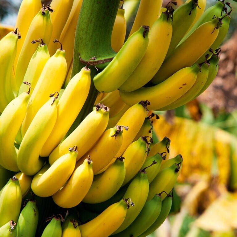 Preços de banana caem no norte de Santa Catarina nesta semana