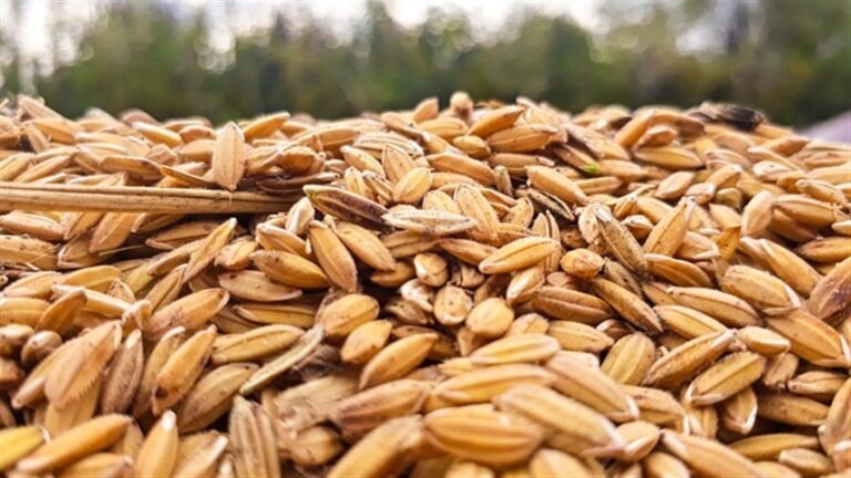 Clima extremo acende alerta sobre safra asiática de arroz