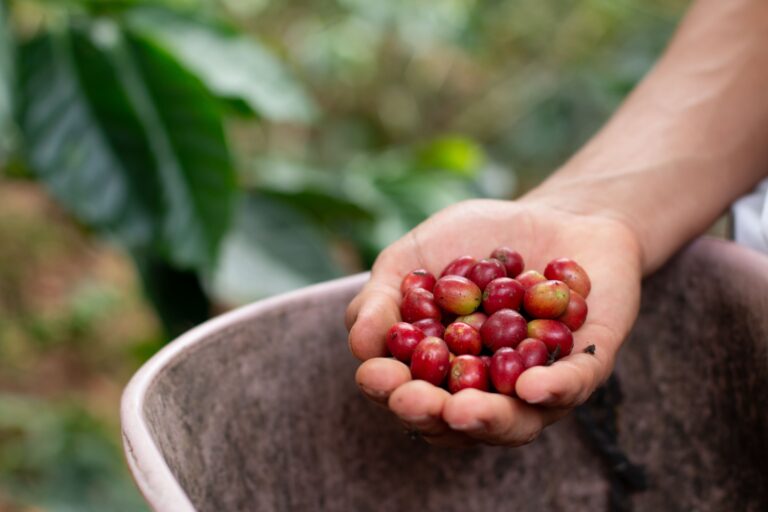 Cooxupe atinge 95% da colheita de café com trabalhos avançados