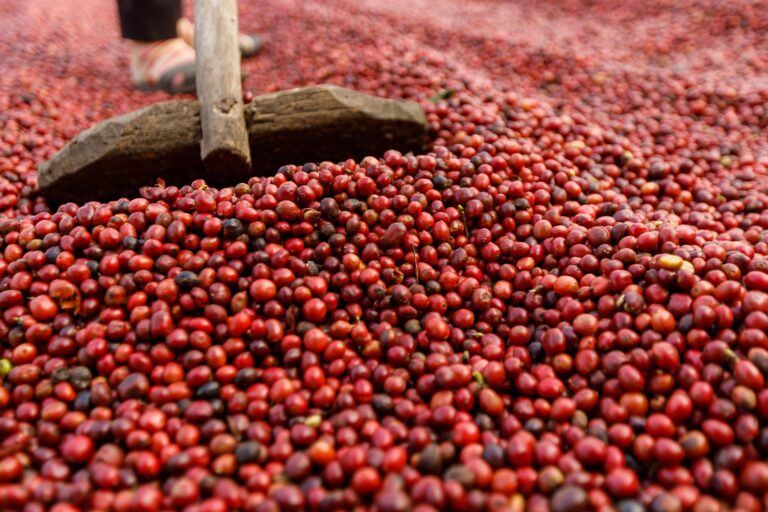 Cooxupe chega a 97,3% da colheita de café nas principais regiões
