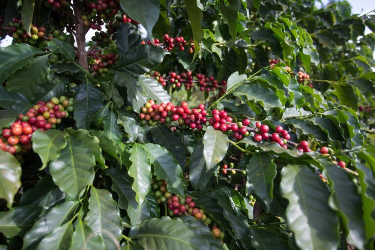 Café arábica cai mais de 2% em Nova York com chuvas e realização de lucros