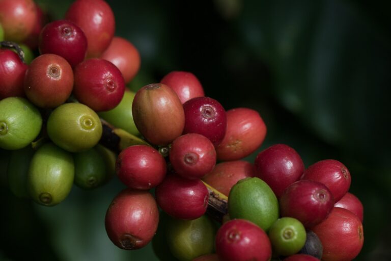 Café arábica sobe forte em Nova York com suporte de produtores brasileiros