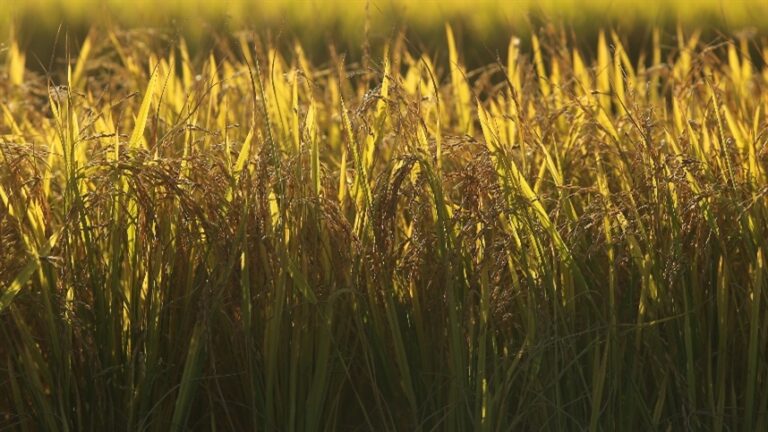 Chuvas irregulares reduzem produção de arroz e milho na Ásia em 2026/27