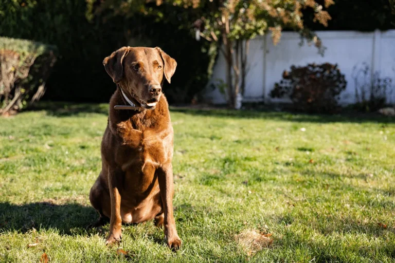 CBKC apresenta características do Chesapeake Bay Retriever, raça resistente ao frio
