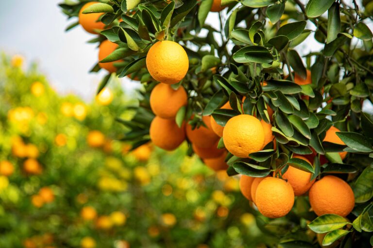 Cepea aponta enfraquecimento do preço da laranja pera em agosto
