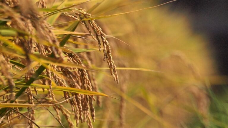Mercado de arroz muda foco para riscos da safra 2026/27