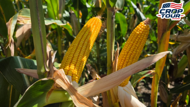 Milho e soja de Iowa surpreendem com potencial apesar de irregularidades climáticas