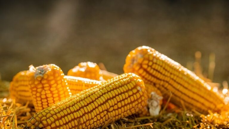 Mercado de milho sustenta preços firmes no Sul e Mato Grosso do Sul