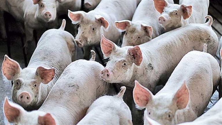 Embrapa registra queda de 24,68% no preço do suíno em um ano no Paraná